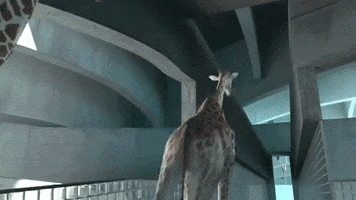 karidusenbery  GIF