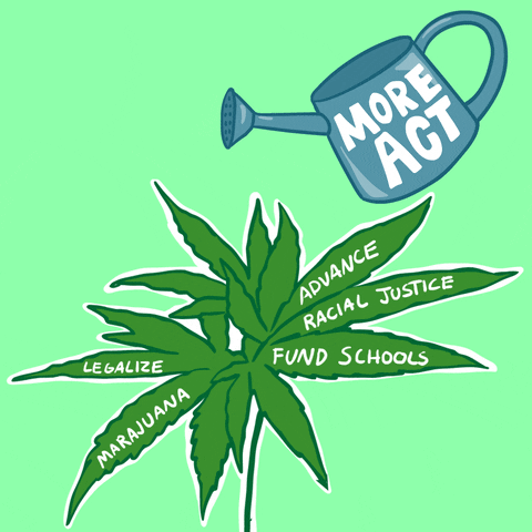 Digital art gif. Animation of a watering can tipping over and watering a group of green marijuana leaves. Text on the can says "More Act," and text on the marijuana leaves reads, "Legaliza marijuana, advance racial justice, fund schools," everything against a light green background.