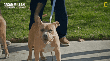 Nat Geo Dog GIF by National Geographic Channel