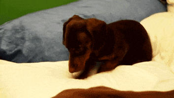 Scratching At Home GIF