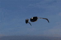 League Of Legends Miyake GIF - Find & Share on GIPHY