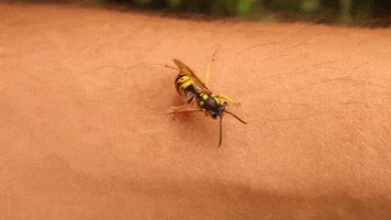 Bees Sting GIF by PBS Digital Studios