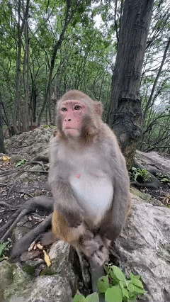 Funny Monkey GIF