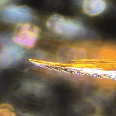 Bee GIF