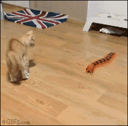 giphy.gif