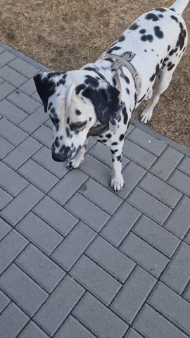 Dog GIF