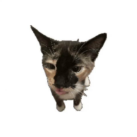 Find & Share on GIPHY