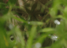 jungle spying GIF by VPRO