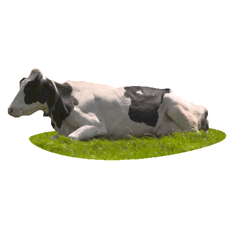 PRO WEIDELAND Sticker