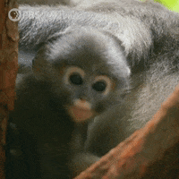 200.gif?cid=fc005b080c90832fbfddf0a1258810f1970c7a391b7c67ae&rid=200.gif&ct=g