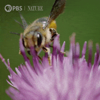 Pbs Nature Flower GIF by Nature on PBS