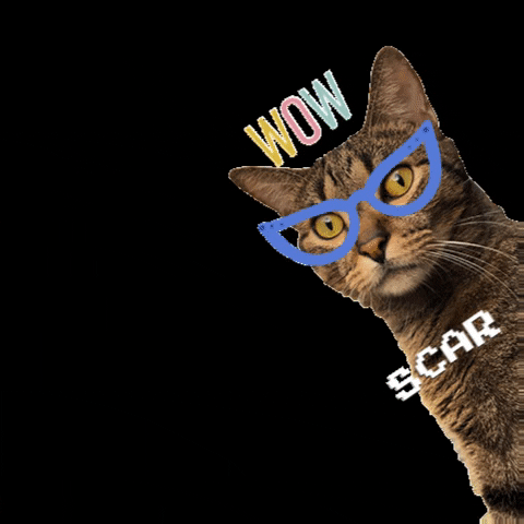 Cat Scar GIF by HuellitasMovil
