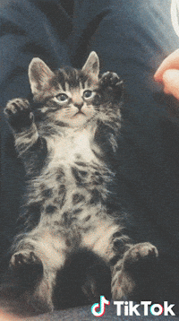 Chaton Gifs Get The Best Gif On Giphy Chaton Gifs Get The Best Gif On Giphy