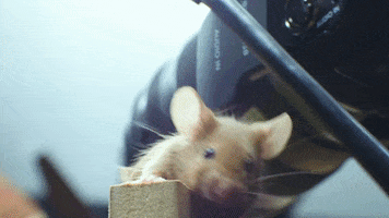 Souris GIF by CANAL+
