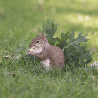 Hungry Squirrel GIF by Lehigh University