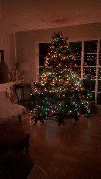 Christmas-tree GIFs - Get the best GIF on GIPHY