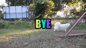 Japanese Spitz GIF by WoofWaggers