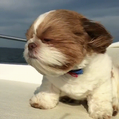 gif used in post