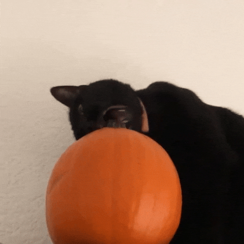 giphy.gif?cid=4d1e4f29u9rqswpshp2io20ieukkiwwh8y30l0e57szv5gx4&rid=giphy.gif