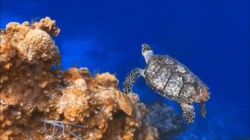 Marine Life Swimming GIF by Oceana