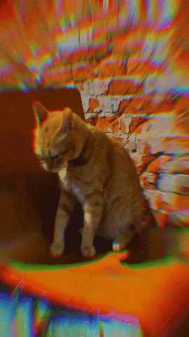 Weedcat GIF