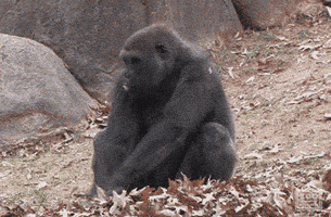 stop drop GIF