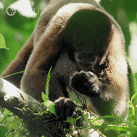 Hungry Amazon GIF by Nature on PBS