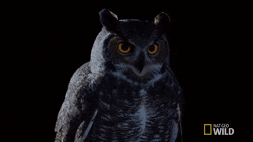 Owl GIF by Nat Geo Wild
