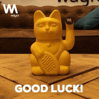 Cat Good Luck GIF by Wayra