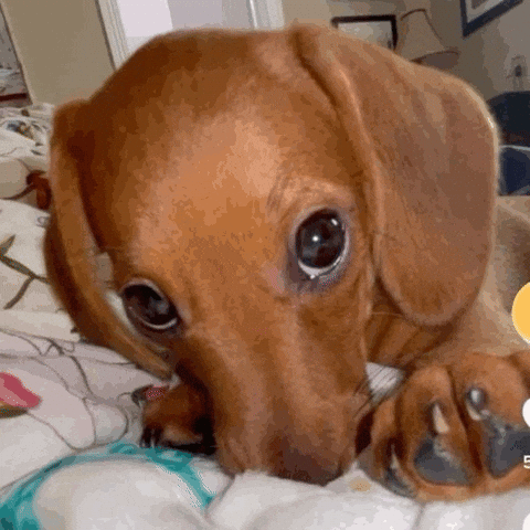 Dogmarkz GIF