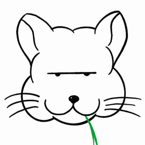 Nft Chinchilla GIF