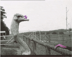James GIF