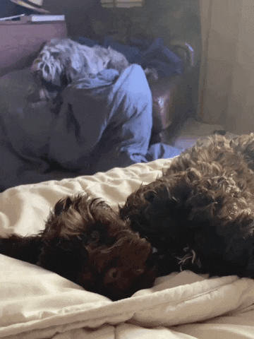 Puppy GIF