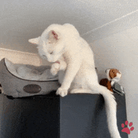 White Cat GIF by pawsr
