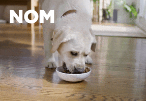Hungry Feed Me GIF by Hill's Pet Nutrition