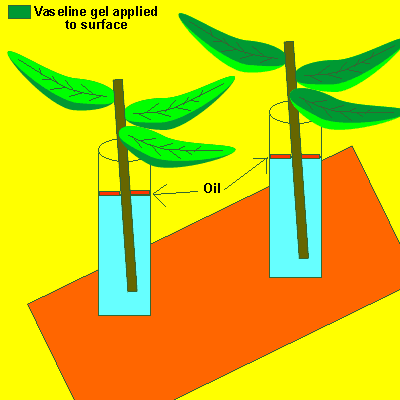 experiment
