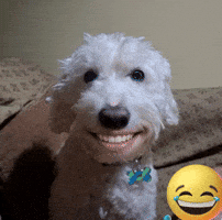 Dog Smile GIF