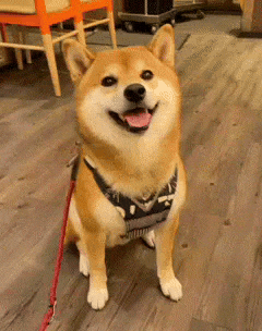Alpha Shiba GIF