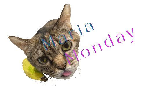 Grumpy Cat Thursday GIF