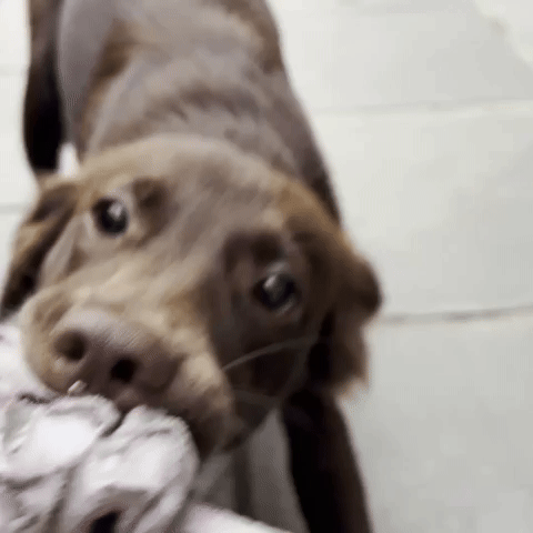 Chandelle Dog Dance Puppy Marrom Cachorro GIF