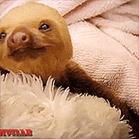 sleepy sloth GIF