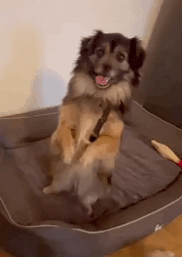 Notfellchen Rumänien e.V. GIF