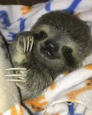 Baby Sloth GIF