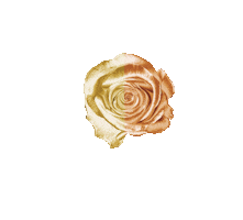 Rose Gold Sticker by Tsuyari.japan