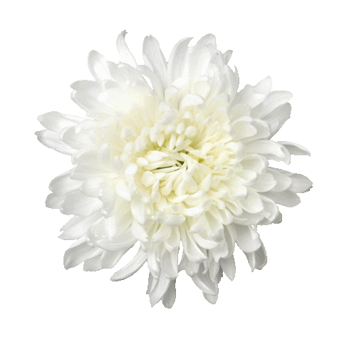 Dekker Chrysanten Sticker