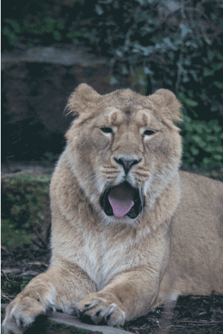 Lion Yawn GIF by BristolZooGardens