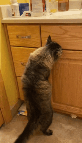 Cat GIF