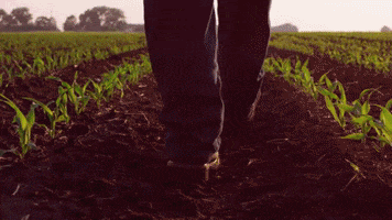 channelseed walking agriculture farmer corn GIF