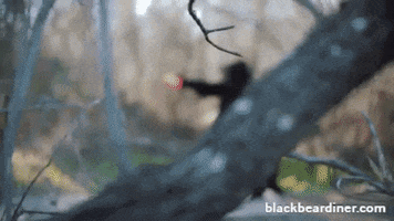 BlackBearDiner bear bears throw frisbee GIF