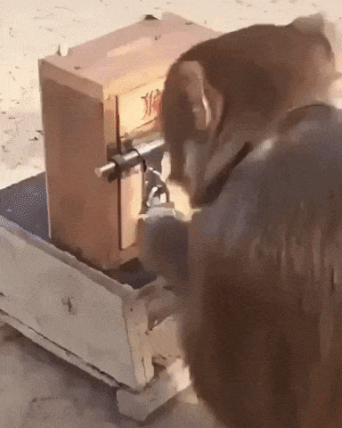 Funny Monkeys Gifs Get The Best Gif On Giphy